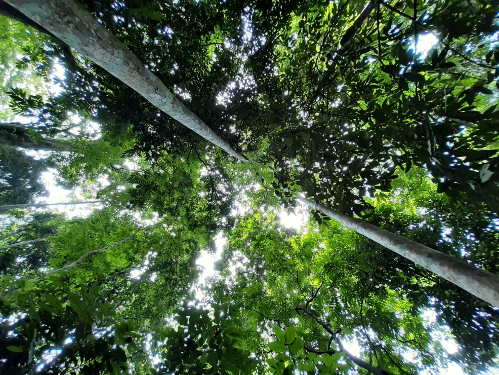 Tropical Island Package image 1