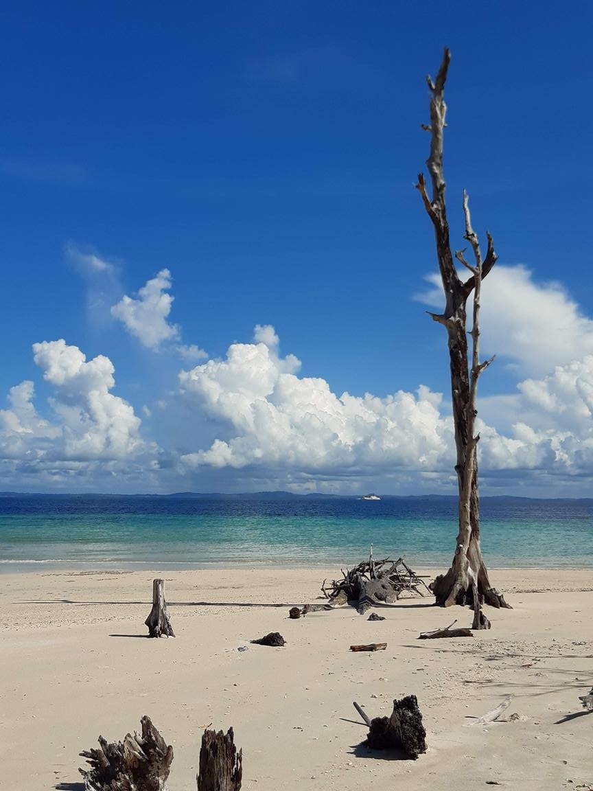 Scenic Andaman beach with white sand, turquoise waters, and weathered driftwood under a clear blue sky.